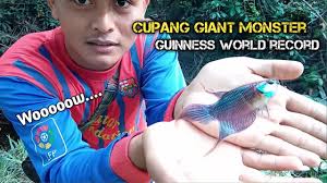 Ikan cupang aduan biasanya dipilih dari jensi cupang yang memiliki postur besar, kuat dan emosional. Mancing Ikan Cupang Giant Terbesar Di Indonesia Youtube