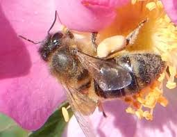 They pollinate food crops, trees, and of course, flowers. Do Bees Sleep