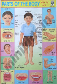 Parts Of The Body Body Parts Chart Number 46 Minikids In