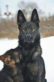 Gorgeous Dark Sable German Shepherd Puppy German Shepherd Puppies German Shepherd Dogs Shepherd Puppies