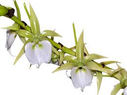 Image result for Angraecum sacciferum