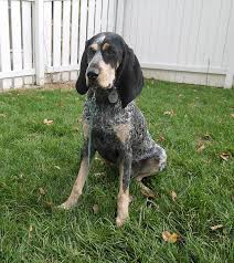 Gumbo adores the company of anyone who will give… Bluetick Coonhound Dog Free Photo On Pixabay