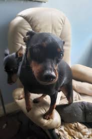 Looking to adopt a minpin or miniature pinscher mix dog or puppy near you? 4 Lovable Pups To Adopt Now In Detroit Cbs Detroit