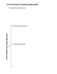 How are the base pairs on a dna molecule connected? Dna Replication And Protein Synthesis Worksheets Teaching Resources Tpt