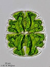 Image result for Micrargeria