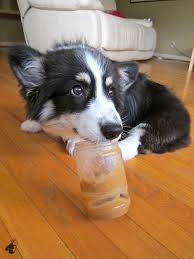 Black And Brown Corgi It S So Fluffy Im Gonna Dieee Corgi Cute Baby Puppies Cow Spots