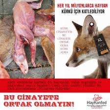 Kurke Karsiyiz Bu Bir Farkindalik Ve Egitim Meselesidir Haykonfed Hayvanlarin Yasam Haklari Konfederasyonu