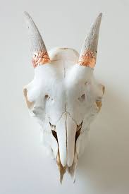 Here S How To Clean Animal Bones So You Can Use Them As Decor Animal Bones Goat Skull Bones