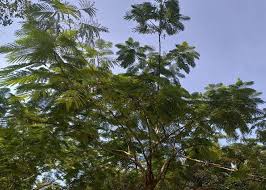 Image result for Newtonia