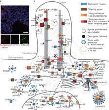 Pour 3 à 4 personnes. An Organelle Specific Protein Landscape Identifies Novel Diseases And Molecular Mechanisms Nature Communications