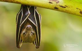 Explore and download tons of high quality nature wallpapers all for free! Bat Wallpapers Top Free Bat Backgrounds Wallpaperaccess