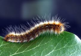 Δωρεάν φωτογραφία: κάμπια, σκουλήκι, φύλλο, έντομο