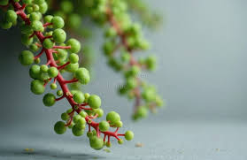 Image result for Grona afra