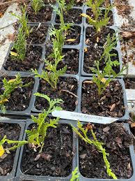 Image result for cuttings thujas