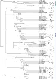 Image result for Costularia natalensis