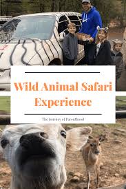 The animals graze at your window. Wild Animal Safari In Lagrange Georgia The Journey Of Parenthood