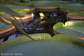 The botanischer garten der technischen universität dresden (3.25 hectares), also known as the botanischer garten dresden or dresden botanical garden, is a botanical garden maintained by the dresden university of technology. Victoria Riesig Stipvisiten