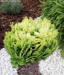 Image result for Humularia minima