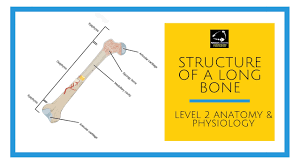 A long bone has two parts: Structure Of A Long Bone Level 2 Anatomy And Physiology