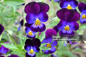 Image result for Violaceae