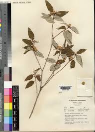 Image result for Croton pseudopulchellus