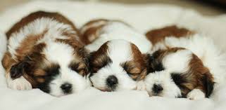 Thank you for visiting our web site. Puppies For Sale Teddy Bear Shichon Shihpoo Puppies Teddy Bear Puppy F1 Hybrid Stonyridge Puppies Shihpoo Puppies Dog Breeds Puppies Breeds