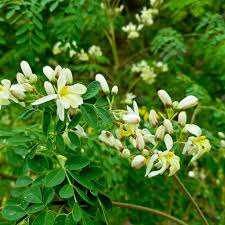 Image result for Moringa