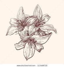 Stock Vector Floral Lily Vintage Drawing Vector Illustration Isolated Lilies Drawing Flower Sketches Vintage Drawing