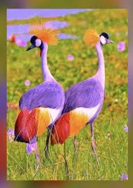I Would Love The Job Of Finding These Phto Jobs Most Beautiful Birds Beautiful Birds Birds