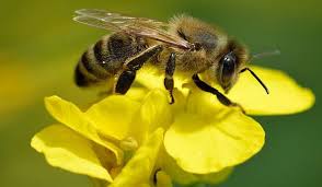 Image result for bees