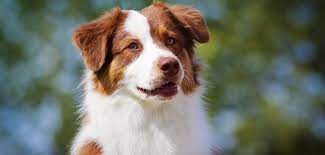 Find a toy australian shepherd puppy from reputable breeders near you in minnesota. Australian Shepherd Steckbrief Charakter Wesen Haltung