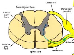 Biology 164 Dolan Flashcards The Spinal Cord And Spinal Nerves Studyblue Spinal Nerve Spinal Cord Spinal Cord Anatomy