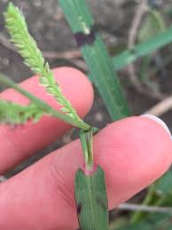 Image result for Echinochloa colona