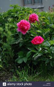 Are you searching for pink peony png images or vector? Download This Stock Image Peony Flowers Dark Pink G09b2k From Alamy S Library Of Millions Of High Resolution Stock Flowers Photography Peony Flowers Flowers