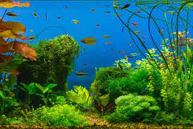 Sold 50 gallon fish tank with stand 38x18x19 all accessories. The Best 50 Gallon Fish Tanks The Definitive Guide Fishkeeping World