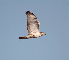Flying High — Subspecies of Red-tailed Hawk