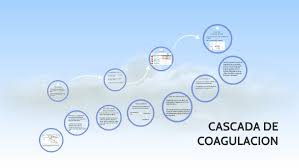 Activación de un factor de coagulación activa al. Cascada De Coagulacion By Gerardo Molina