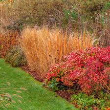 Image result for Panicum hymeniochilum