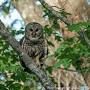 Profile Picture of The Birds of Summer! (Barred Owl & Rain Crow) (@365daysofbirds.com) on Google