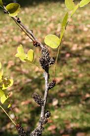 Image result for Phyllanthus engleri