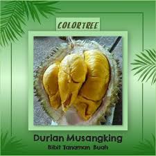 Durian ini menghasilkan daging buah yang berwarna kuning, rasa legit manis bijinya yang tipis membuat daging buah durian ini terlihat tebal. Bibit Tanaman Buah Durian Musangking 60cm Shopee Indonesia