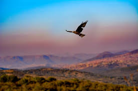 Seller information seller countrybearstamp registered since 08/06/2019 feedback 96.5% store. Hd Wallpaper South Africa Lion Park Road Raptor Birds Of Prey Bird Of Prey Fly Wallpaper Flare