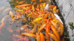 Resep Umpan Mancing Ikan Mas Harian Tanpa Kroto Ikan Mas Ikan Resep