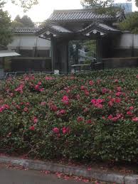 winter flowering camellia カンツバキ 寒椿 2018 12 16 皇室東御苑北桔梗門付近 日本固有種 椿と山茶花の雑交種 常緑中低木 ピンク 大輪 横に広がり易い性格なので生垣や庭木に最適 桔梗 寒椿 庭 木