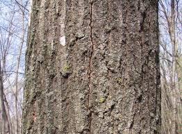 Check spelling or type a new query. Oak Wilt Missouri Department Of Conservation