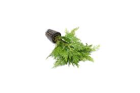 Image result for Selaginella afrorum