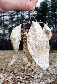 Image result for Firmiana