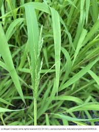 Image result for Leersia