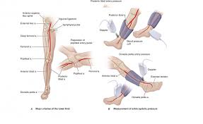 Bacaktan Popliteal Arterden Tansiyon Nasil Olculur