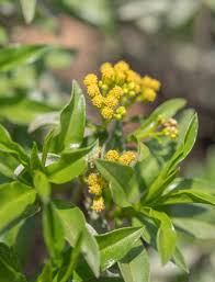 Image result for Psiadia punctulata
